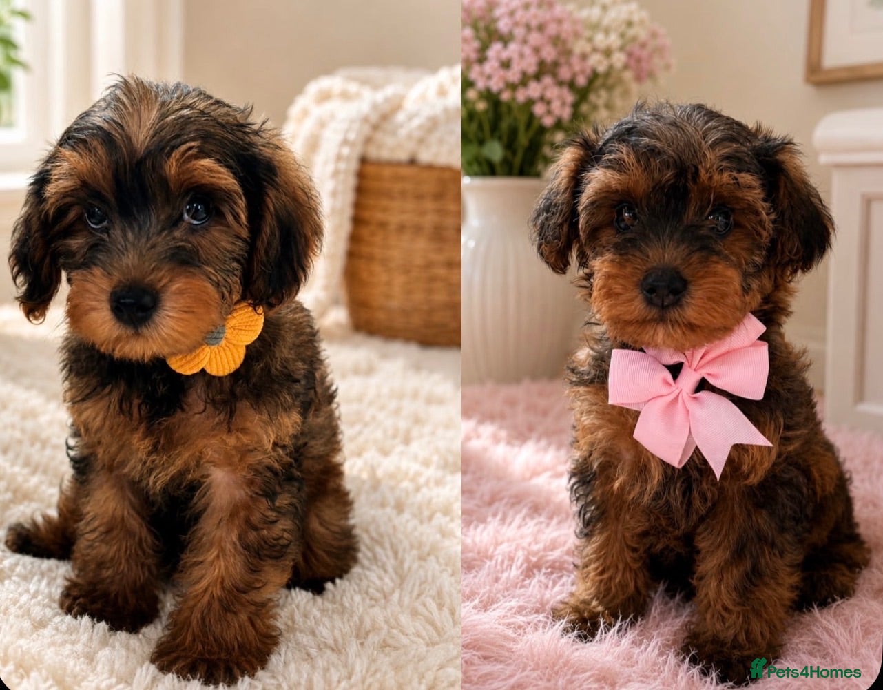 Yorkiepoo dogs Yorkiepoo - Advert 1