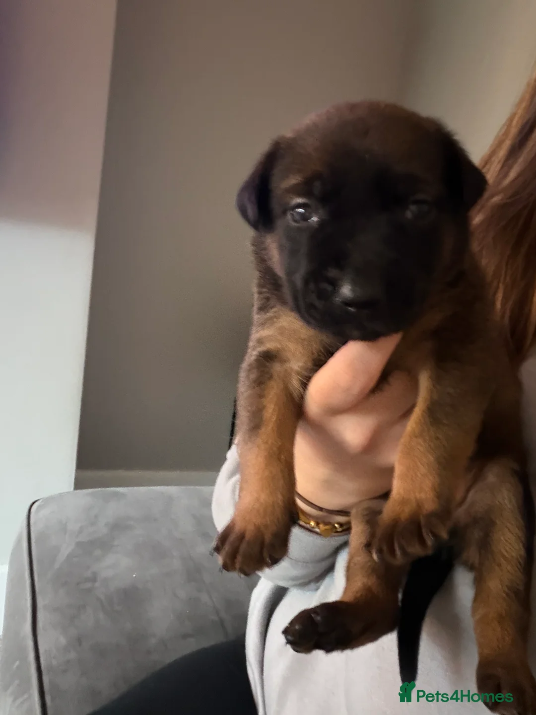 Mixed Breed dogs for sale: WORKING LINE BULLHERDER DOGS FOR SALE  in Preston - Advert 5