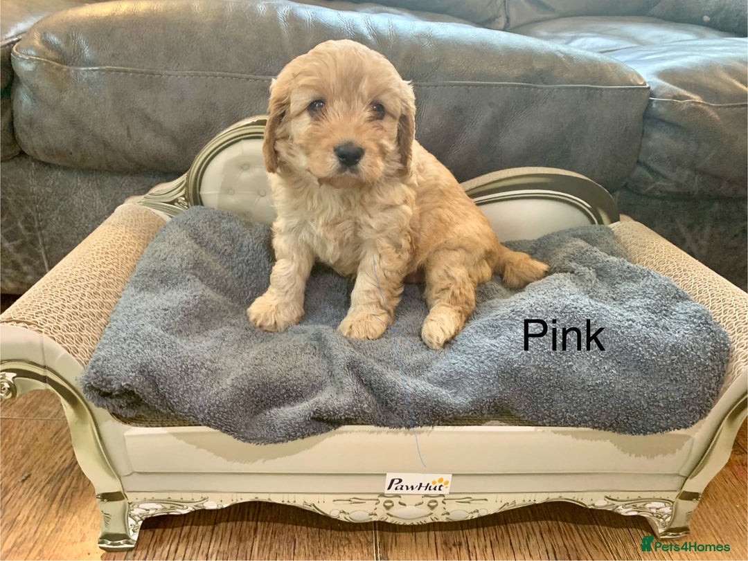 Cavapoo dogs for sale: Outstanding F1 Apricot Cavapoo puppies  - Image 19