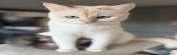 British Shorthair cats for sale: Gorgeous GCCF registered British Shorthair Boy  - Advert 4