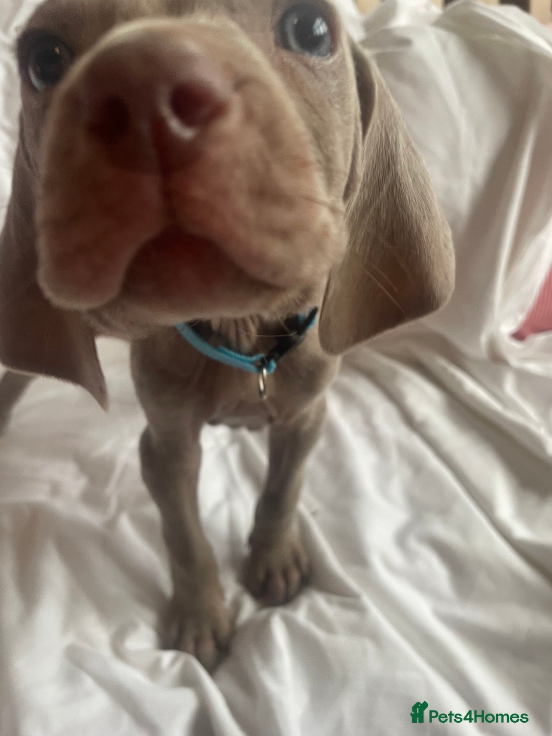 Weimaraner dogs for sale: KC registered Silver puppies - Advert 34