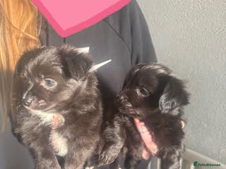 Chorkie dogs Chorkie - Advert 5