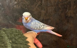 Budgerigars birds for sale: Budgies for sale, all in good health - Image 7