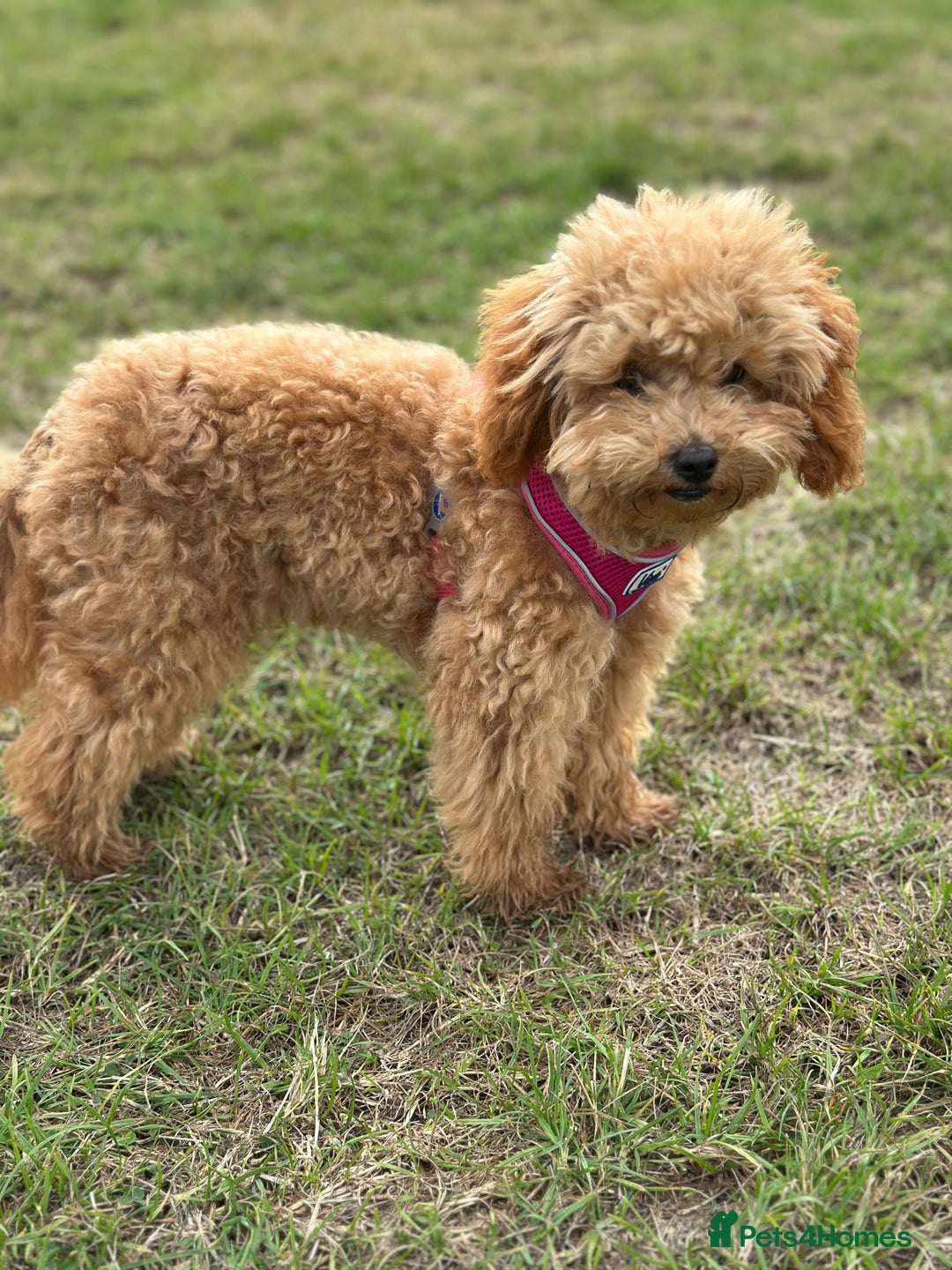 Toy Poodle dogs for sale: 6 Month old KC registered Toy Poodle Red  - Advert 3