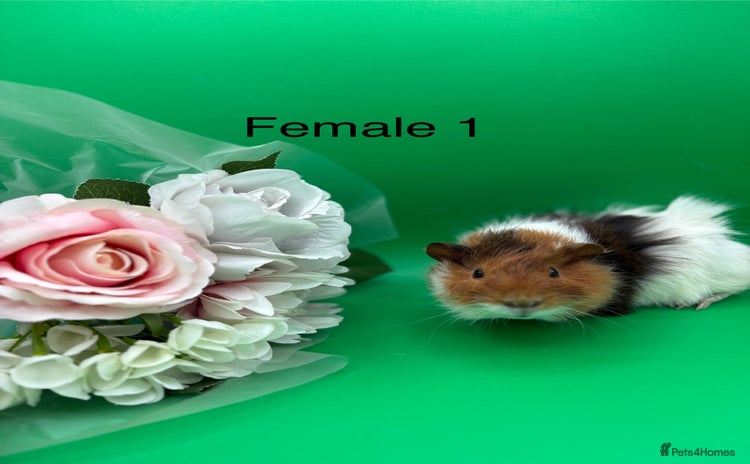 Guinea Pig rodents - Advert 11