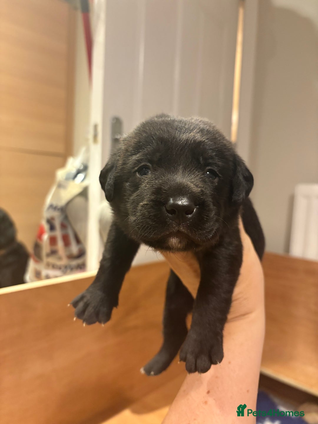 Labrador Retriever dogs for sale: Labrador pups, well-socialised & family raised - Image 13