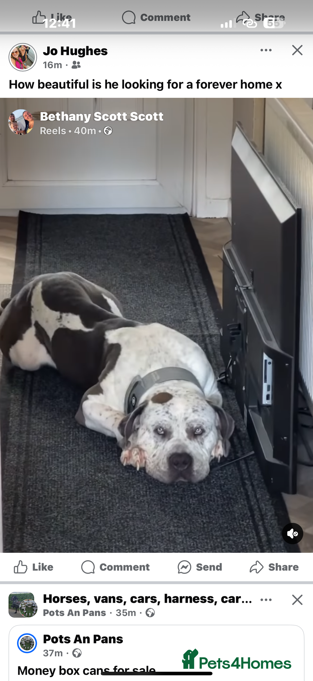 Mixed Breed dogs for sale: Cane corso cross - Image 3