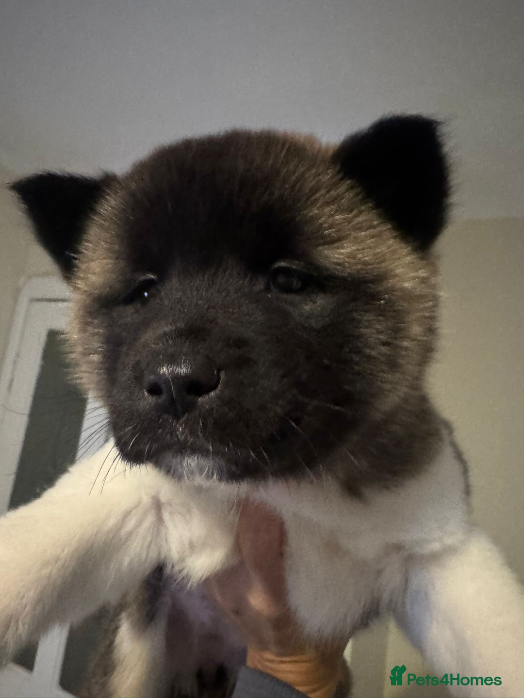 Akita dogs for sale: Bear faced American akitas puppies  - Advert 39