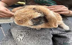 Mini Lop rabbits for sale: Bonded pair mini lop rabbits - Image 7