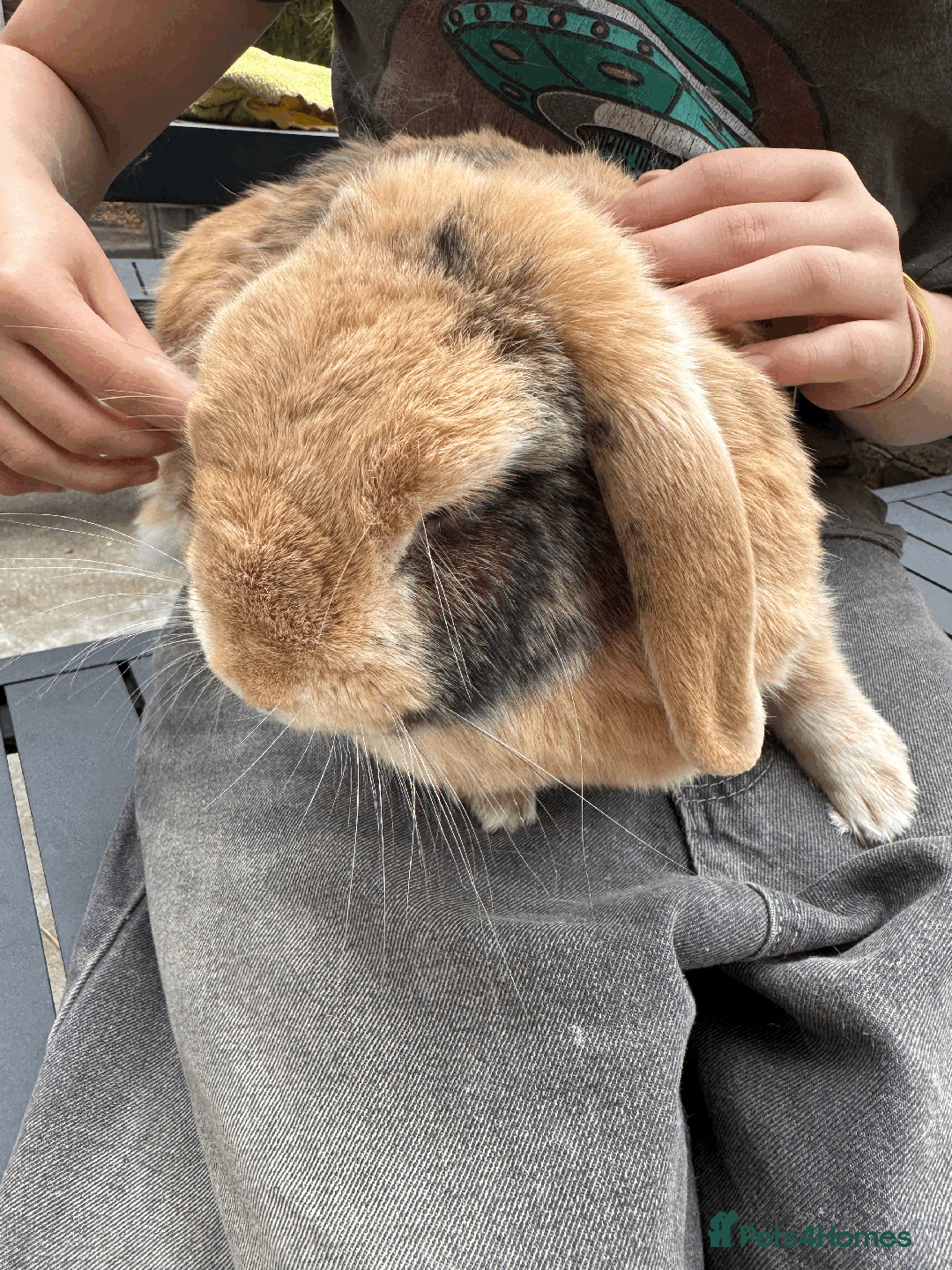 Mini Lop rabbits for sale: Bonded pair mini lop rabbits - Image 7