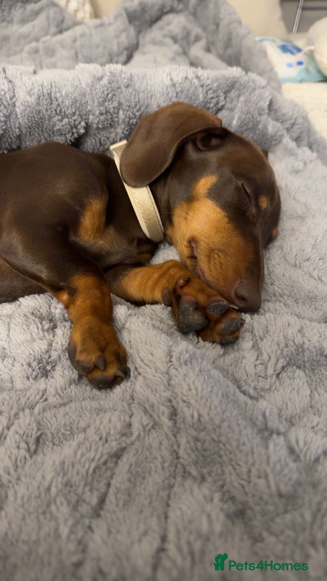 Miniature Dachshund dogs for sale: Teddy The Miniature Dachshund - Advert 5