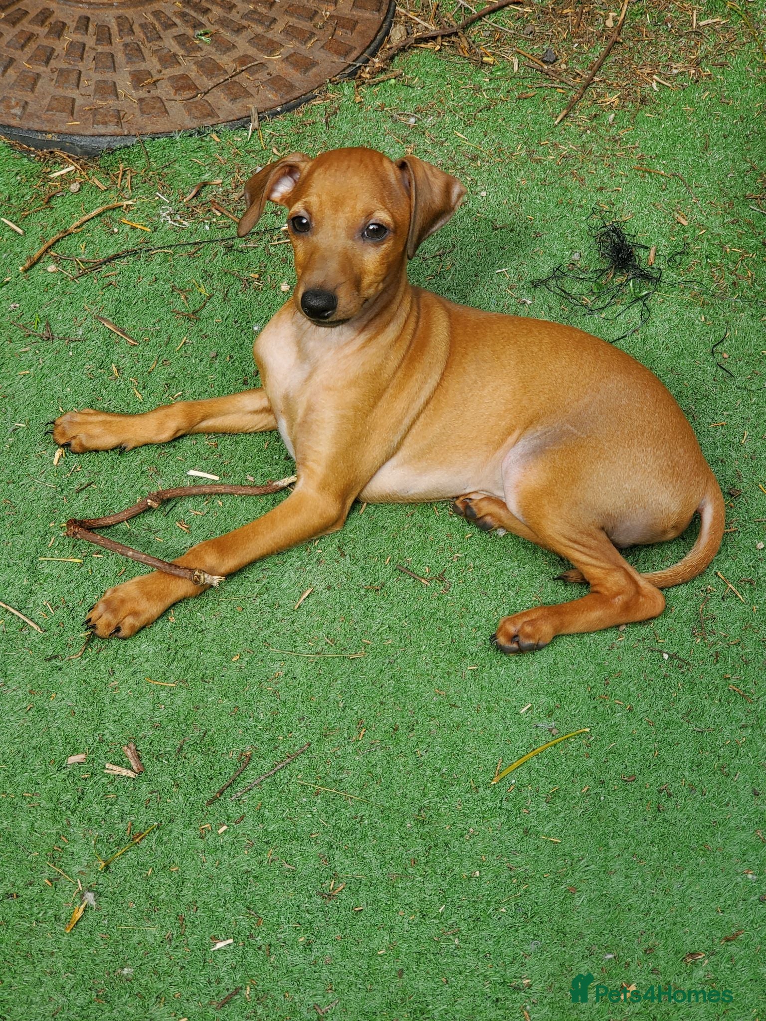 Italian Greyhound dogs Stunning kc Italian greyhounds  - Advert 1