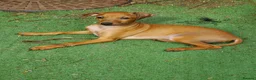 Italian Greyhound dogs for sale: Stunning kc Italian greyhounds  - Advert 1