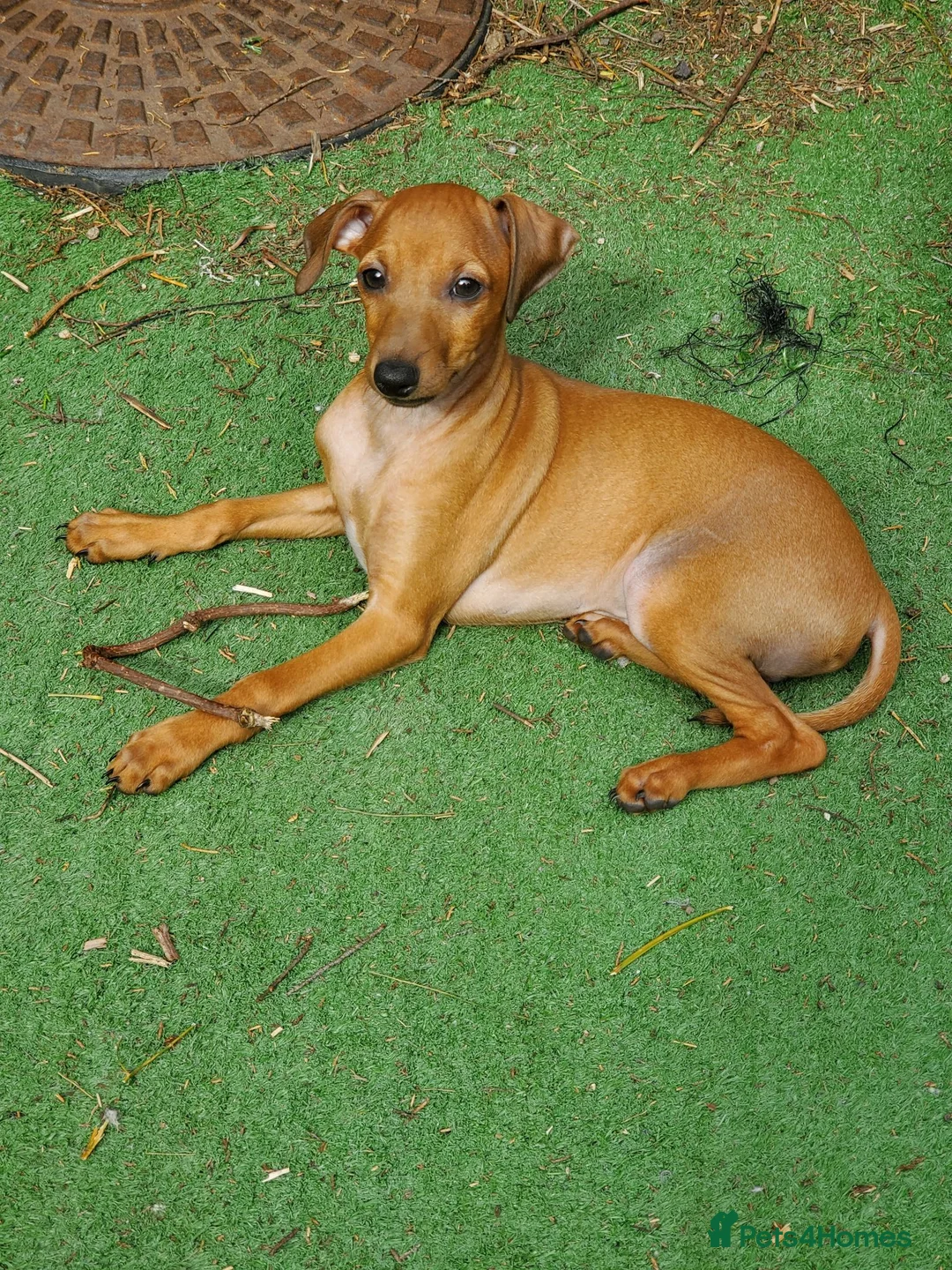 Italian Greyhound dogs for sale: Stunning kc Italian greyhounds  - Advert 1