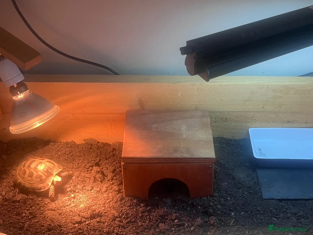 Tortoise reptiles for sale: Horsefield Tortoise - Advert 3