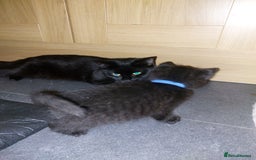 British Shorthair cats for sale: Black Kittens for sale  - Image 11