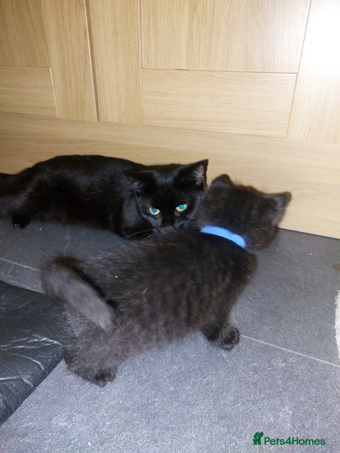 British Shorthair cats for sale: Black Kittens for sale  - Image 11