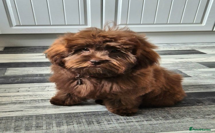 Shihpoo dogs - Advert 1