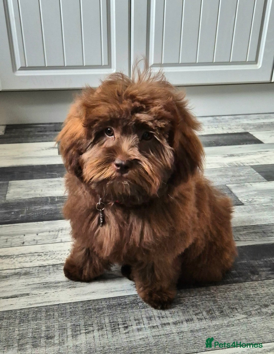 Shihpoo dogs for sale: Shihpoo female for rehoming  - Image 1