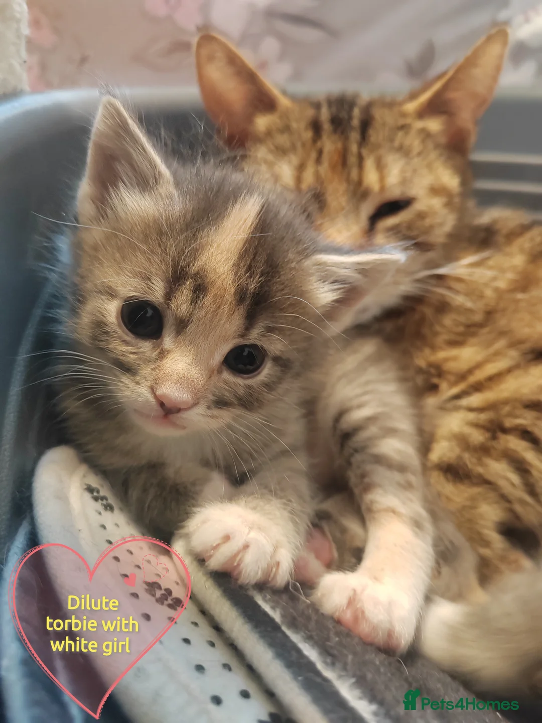 Mixed Breed cats for sale: 4 gorgeous little kitten looking for homes  - Advert 2