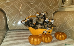Yorkshire Terrier dogs for sale: Yorkshire terrier puppies  - Image 14