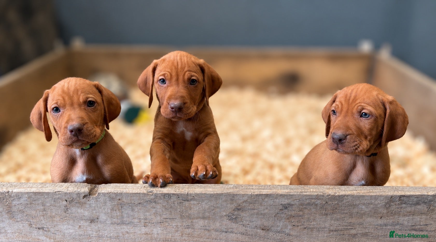 Hungarian Vizsla dogs for sale: KC Registered Hungarian Vizsla Puppies - Advert 3