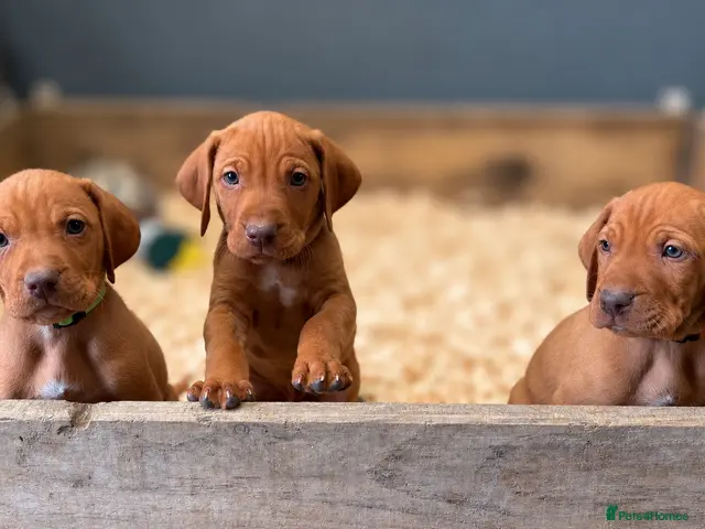 Hungarian Vizsla dogs for sale: KC Registered Hungarian Vizsla Puppies - Advert 3
