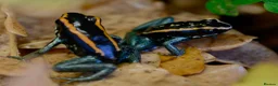 Frog reptiles for sale: Breeding pair of vittatus dart frogs with setup  in Barnsley - Advert 9