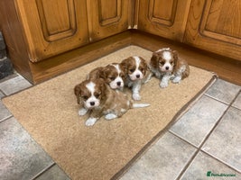Cavalier King Charles Spaniel dogs Super KC blenheim pups - health tested parents - Advert 3