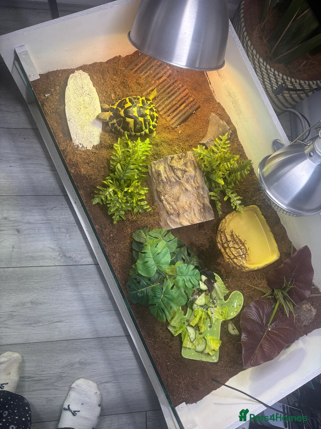 Hermann Tortoise reptiles for sale: Dwarf Hermanns Female - Advert 2