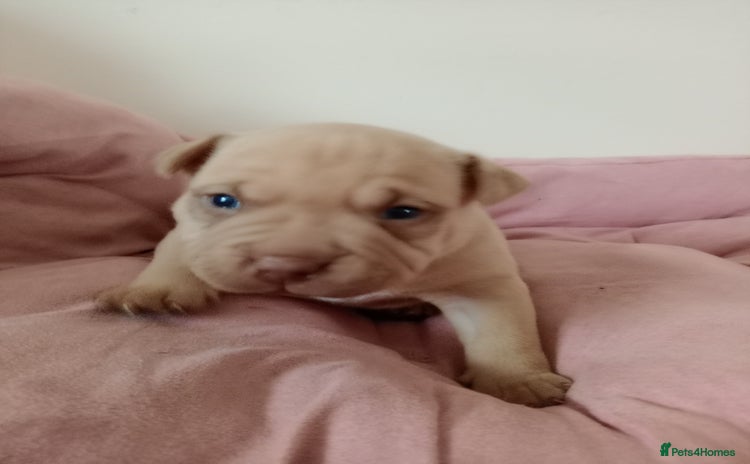 American Bully dogs - Advert 2