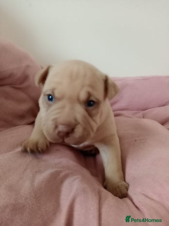 American Bully dogs - Advert 6