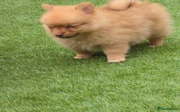 Pomeranian dogs for sale: Beautiful half Russian pomeranian puppy's in Rugby - Image 6