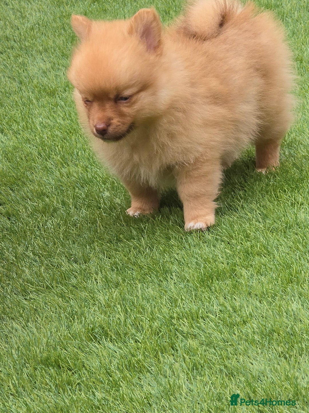 Pomeranian dogs for sale: Beautiful half Russian pomeranian puppy's in Rugby - Image 6