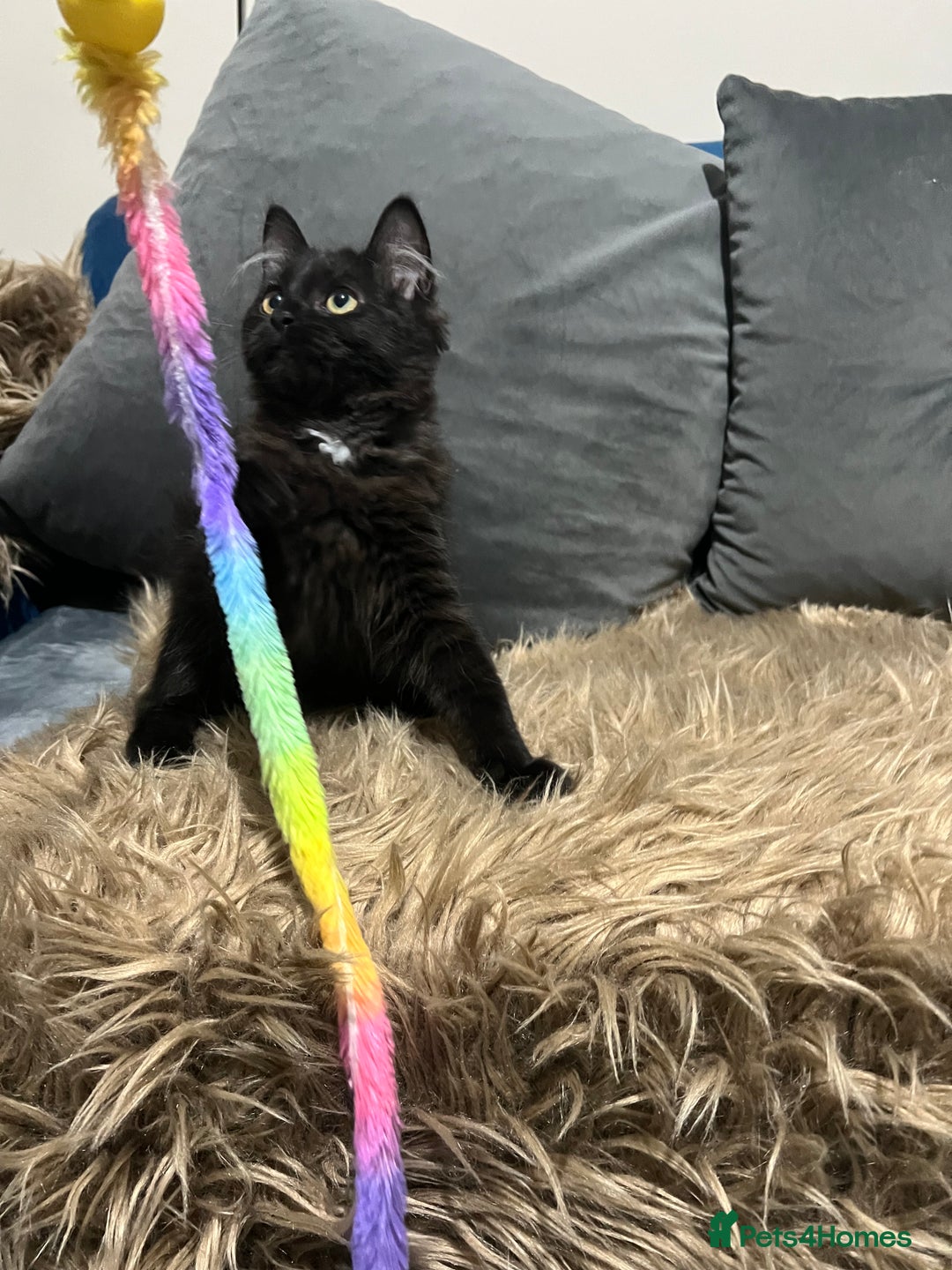 Bombay cats for sale: Only 1 beautiful kitten left 🌹☺️ - Image 1