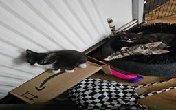 Ragcoon cats for sale: 2 Male kittens looking for forever homes  - Image 15