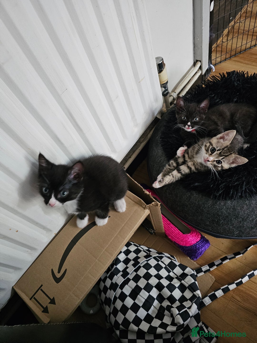 Ragcoon cats for sale: 2 Male kittens looking for forever homes  - Image 15