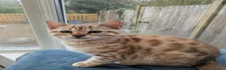 Bengal cats for sale: Bengal Kittens Purebreed Ready to Leave - Advert 13