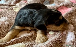 Cocker Spaniel dogs for sale: Kc reg show type cocker spaniel puppies  - Image 16