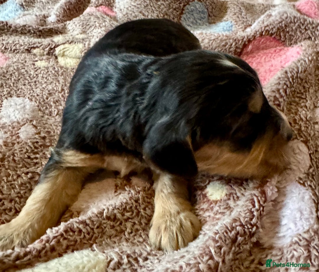 Cocker Spaniel dogs for sale: Kc reg show type cocker spaniel puppies  - Image 16