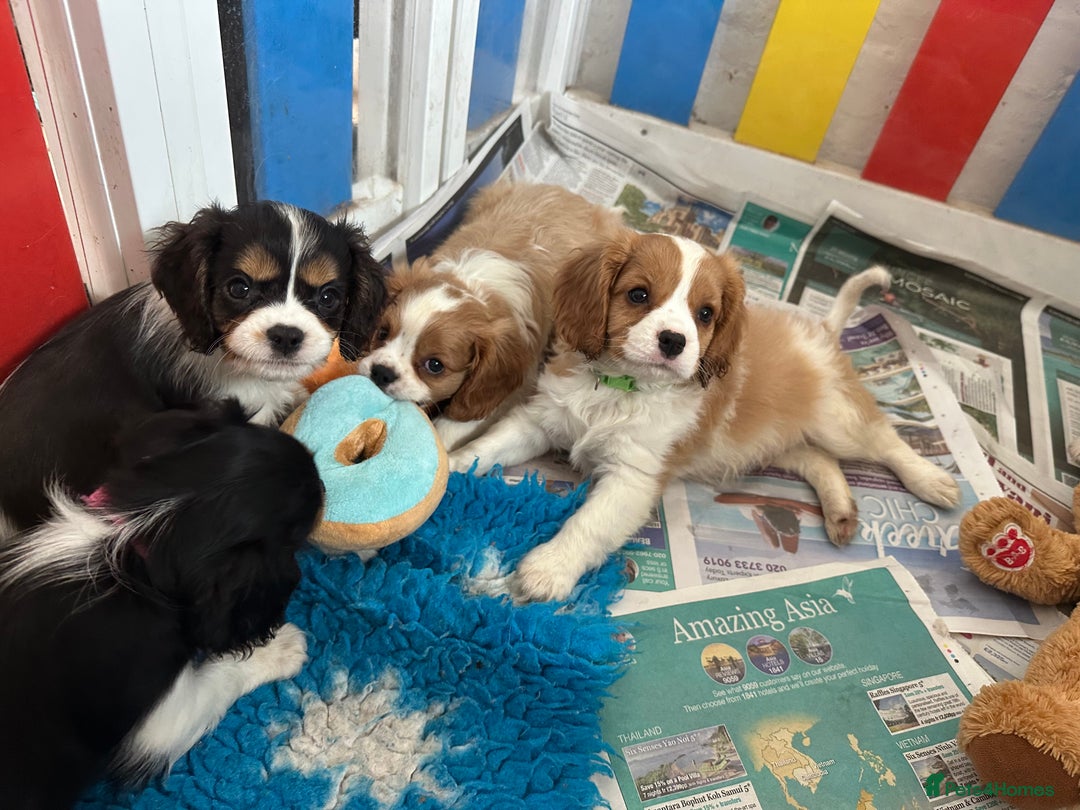Cavalier King Charles Spaniel dogs for sale: Male KC reg & Health Tested Cavalier puppies - Image 19