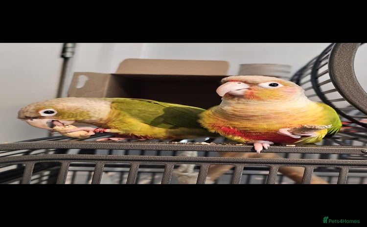 Conures birds - Advert 1