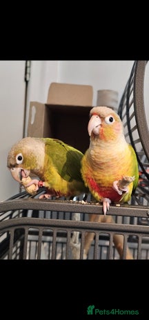 Conures birds - Advert 7
