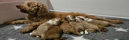 Australian Labradoodle dogs for sale: Stunning full Australian Labradoodle puppies  - Advert 4