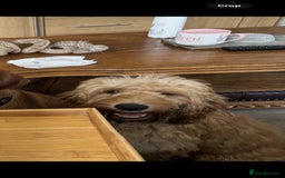 Cavapoo dogs for sale: Caverpoo - Image 2