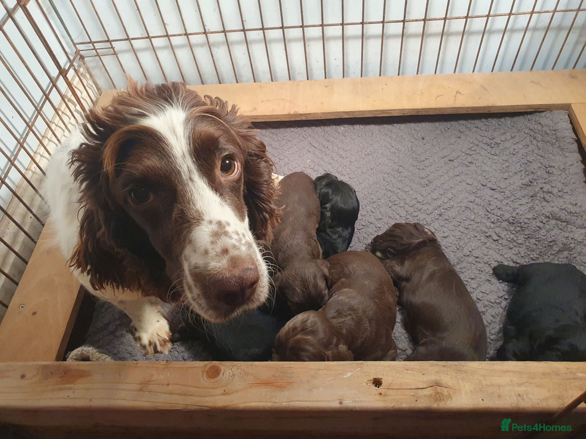 Cocker Spaniel dogs Kc reg working cocker spaniel puppies  - Advert 1
