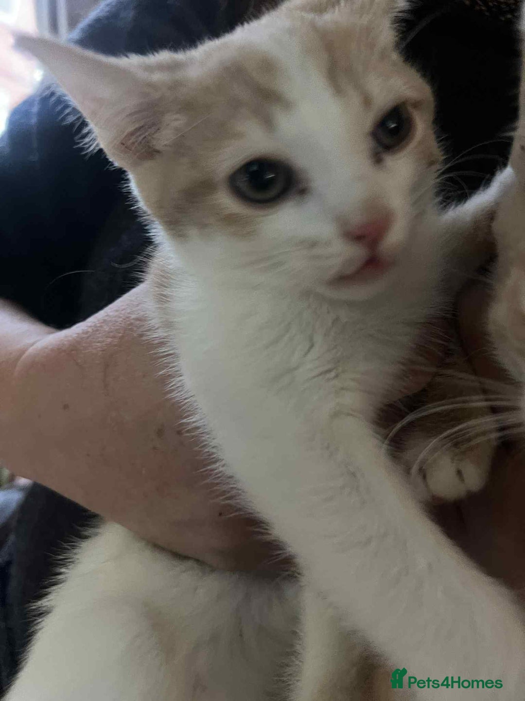Mixed Breed cats for sale: Two male kittens  - Image 4