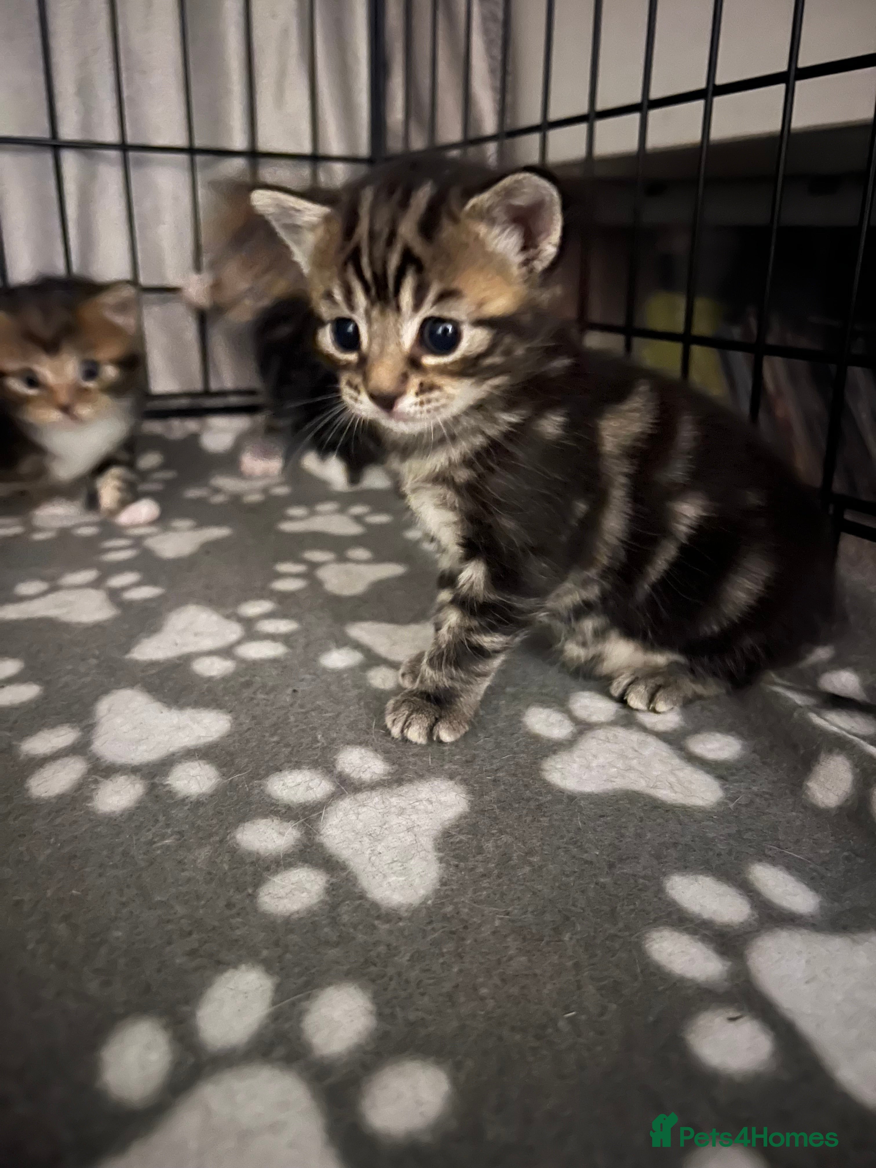 Mixed Breed cats 1 female tabby kitten and 1 black male kitten  - Advert 22