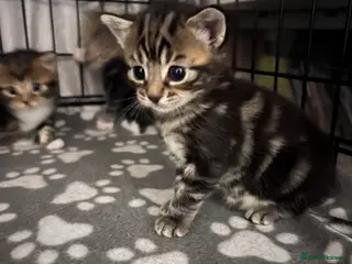 Mixed Breed cats 1 female tabby kitten and 1 black male kitten - Advert 22