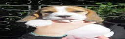 Beagle dogs for sale: KC Reg Beagle Puppies - Advert 5